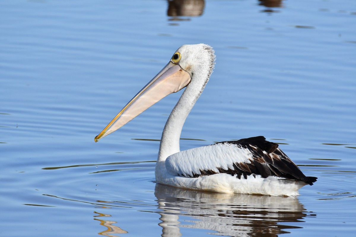 pelikán australský - ML629390855