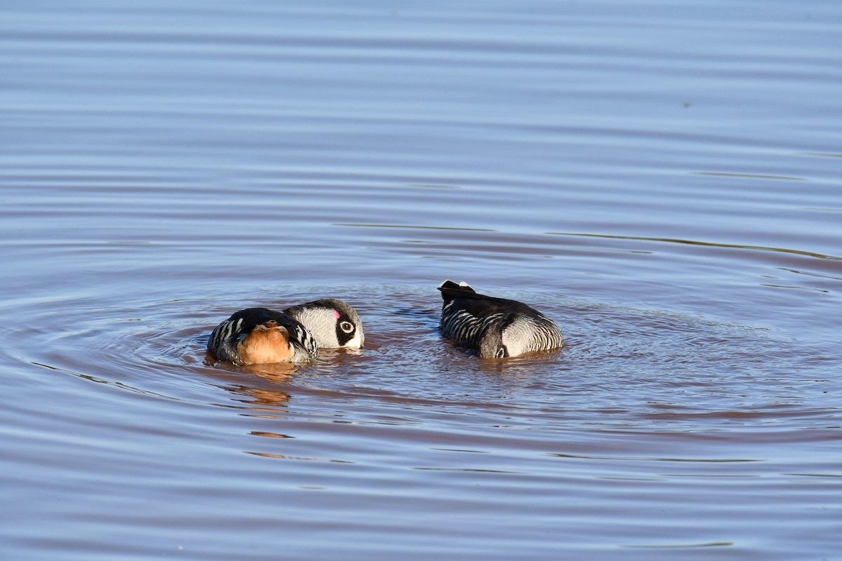 lžičák širokozobý - ML629390972