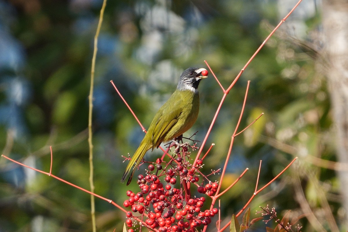 Collared Finchbill - ML629390983