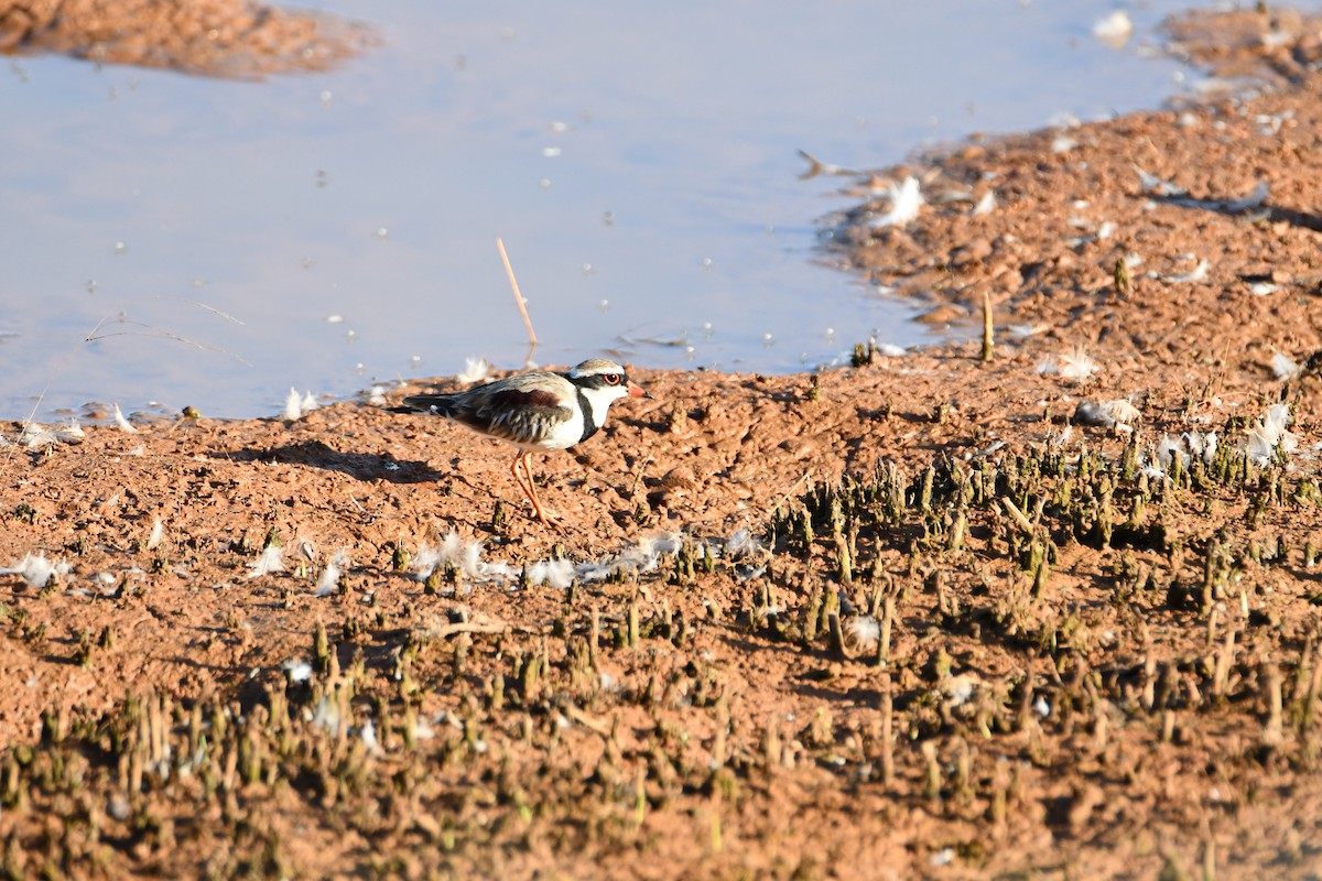 kulík černoprsý - ML629390997