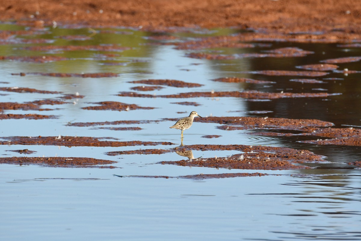 jespák klínoocasý - ML629391019