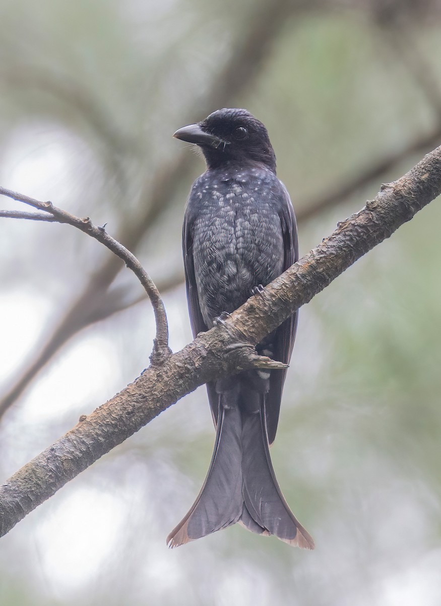 Crow-billed Drongo - ML629391289