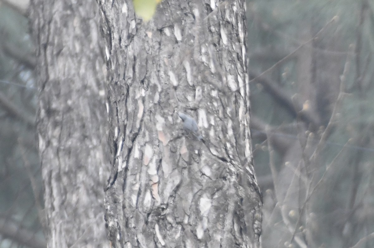 nuthatch sp. - ML629391383