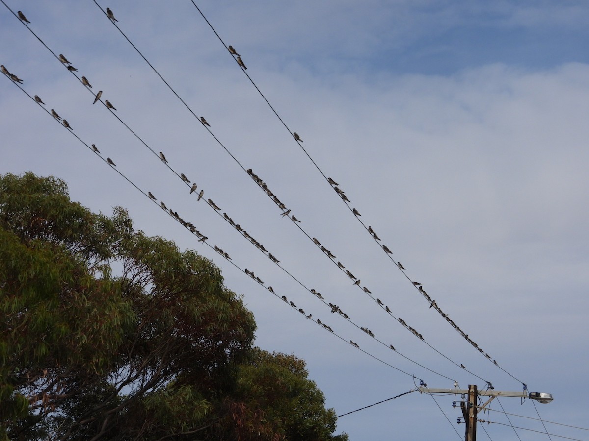Tree Martin - ML629391450