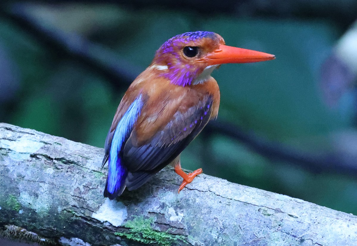 Sulawesi Dwarf-Kingfisher - ML629391596