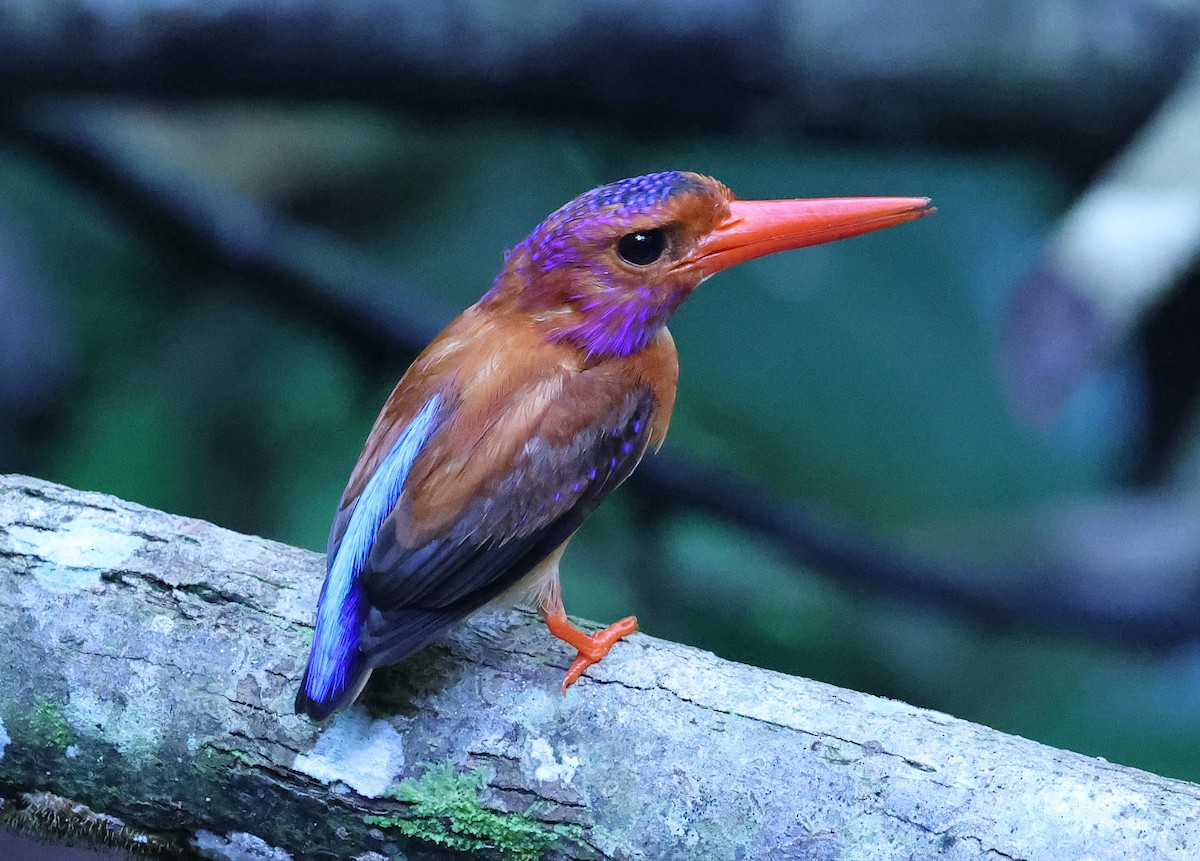 Sulawesi Dwarf-Kingfisher - ML629391597