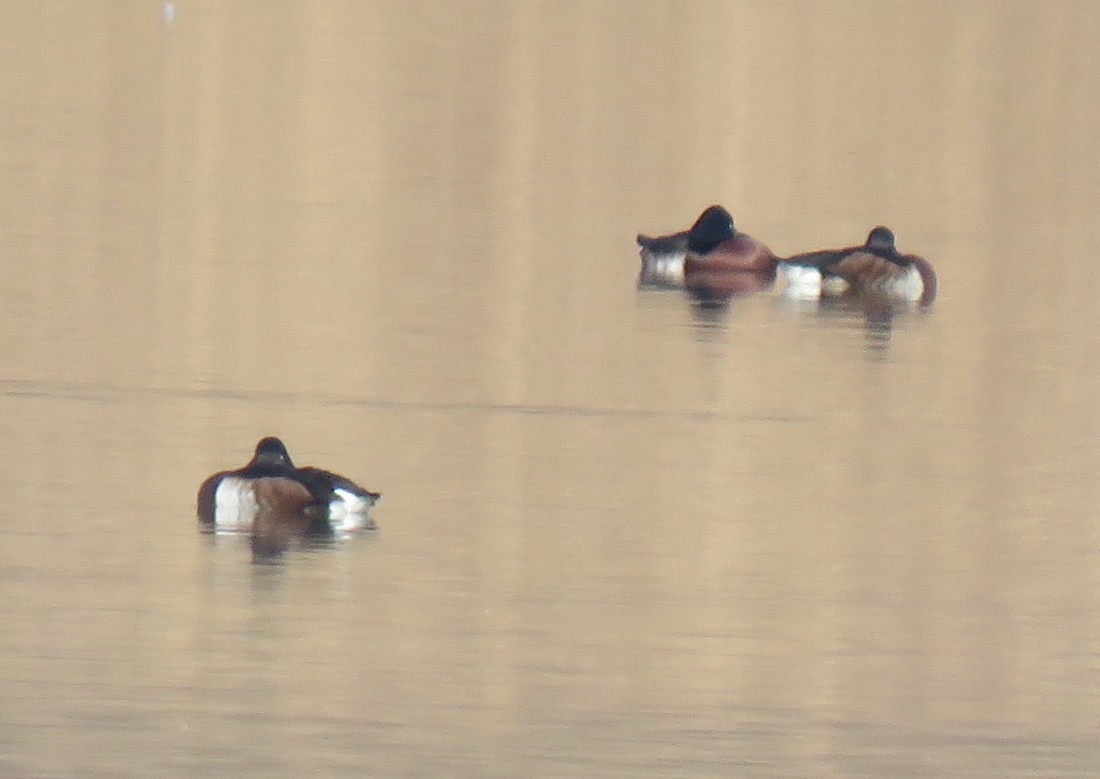 Baer's Pochard - ML629391770