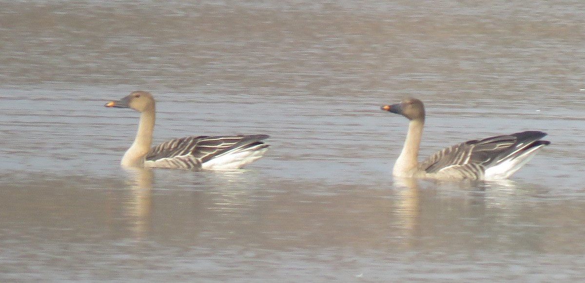 Tundra Bean-Goose - ML629391813