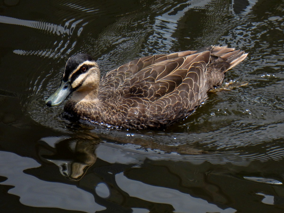 Pacific Black Duck - ML629391873