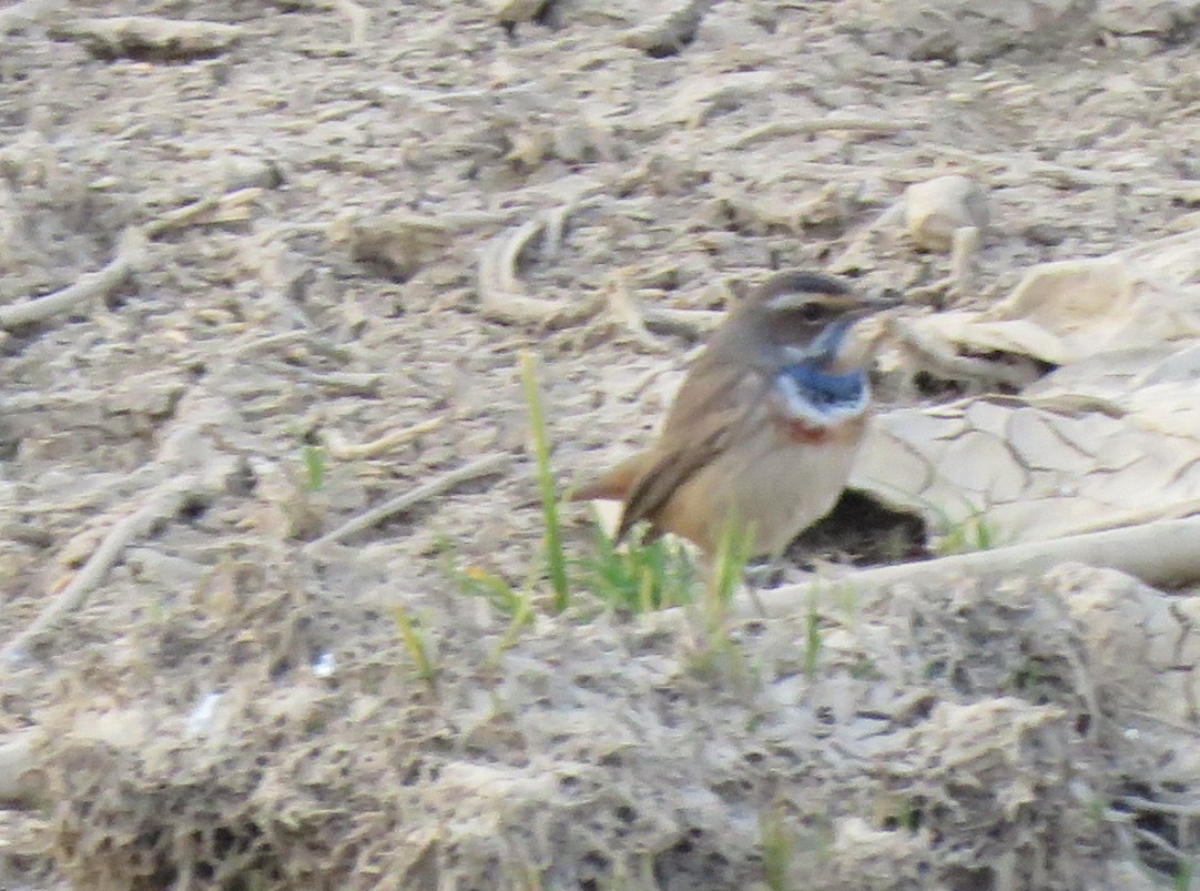 Bluethroat - ML629391912