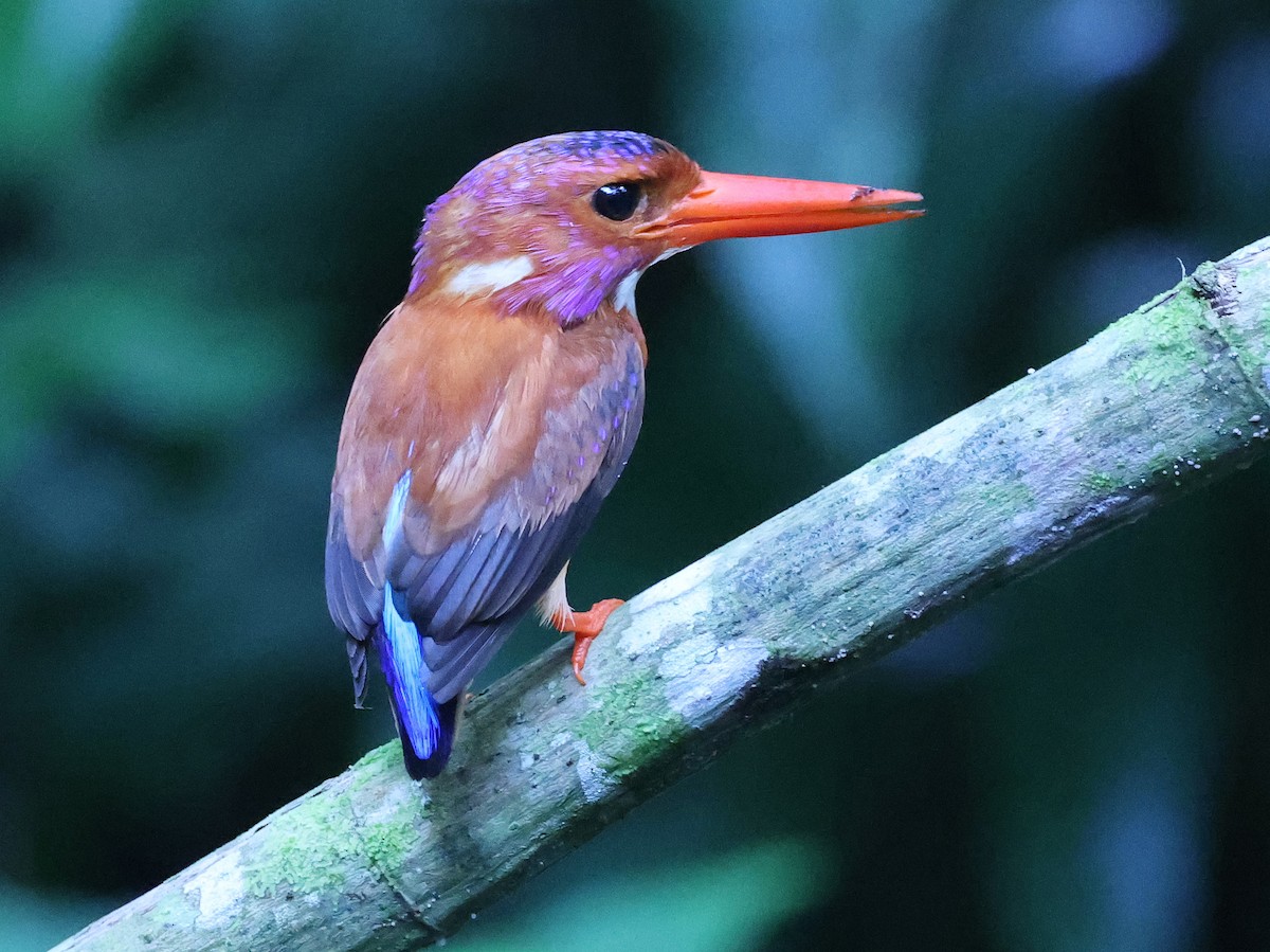 Sulawesi Dwarf-Kingfisher - ML629392016