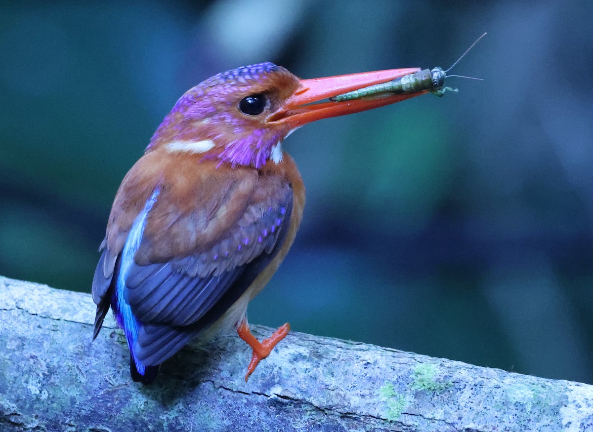 Sulawesi Dwarf-Kingfisher - ML629392017
