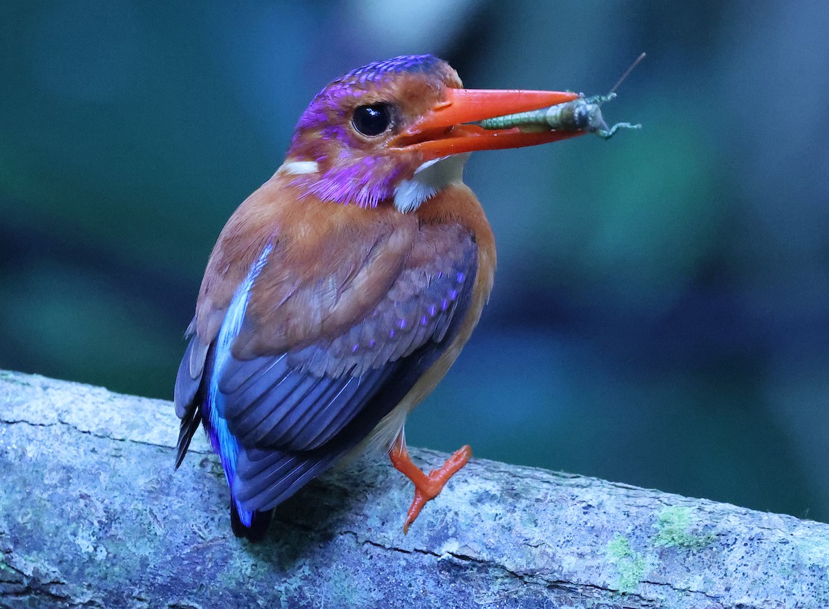 Sulawesi Dwarf-Kingfisher - ML629392020