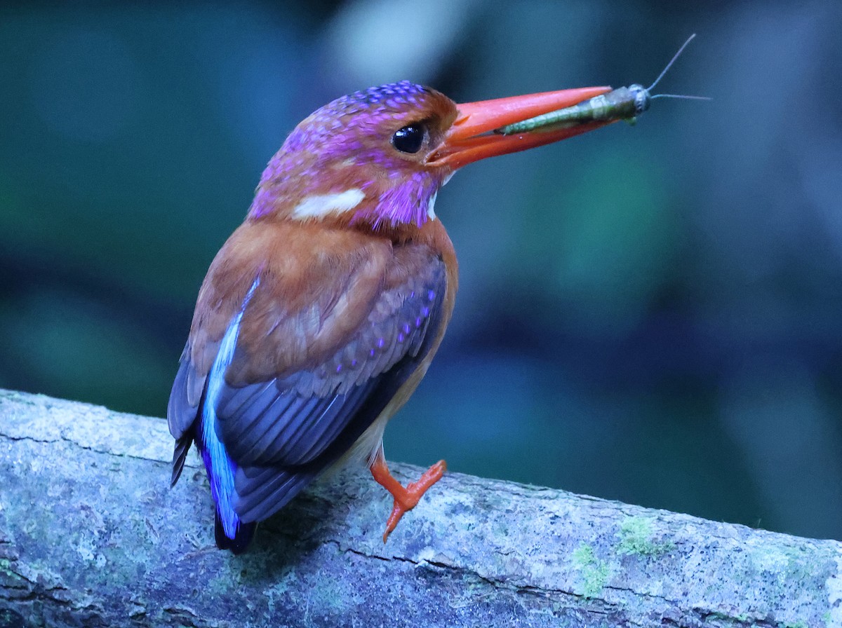 Sulawesi Dwarf-Kingfisher - ML629392021