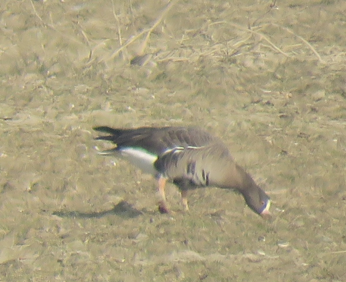 Lesser White-fronted Goose - ML629392082