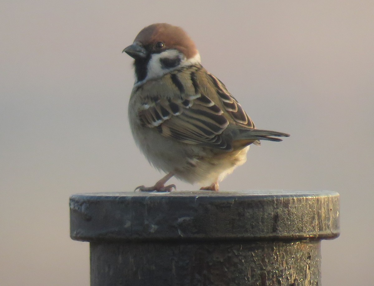 Eurasian Tree Sparrow - ML629392085