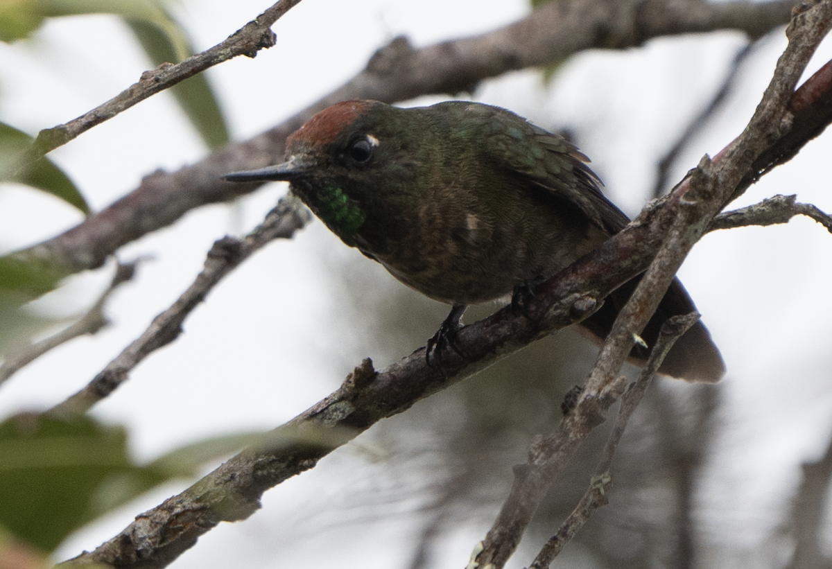 Rufous-capped Thornbill - ML629392165