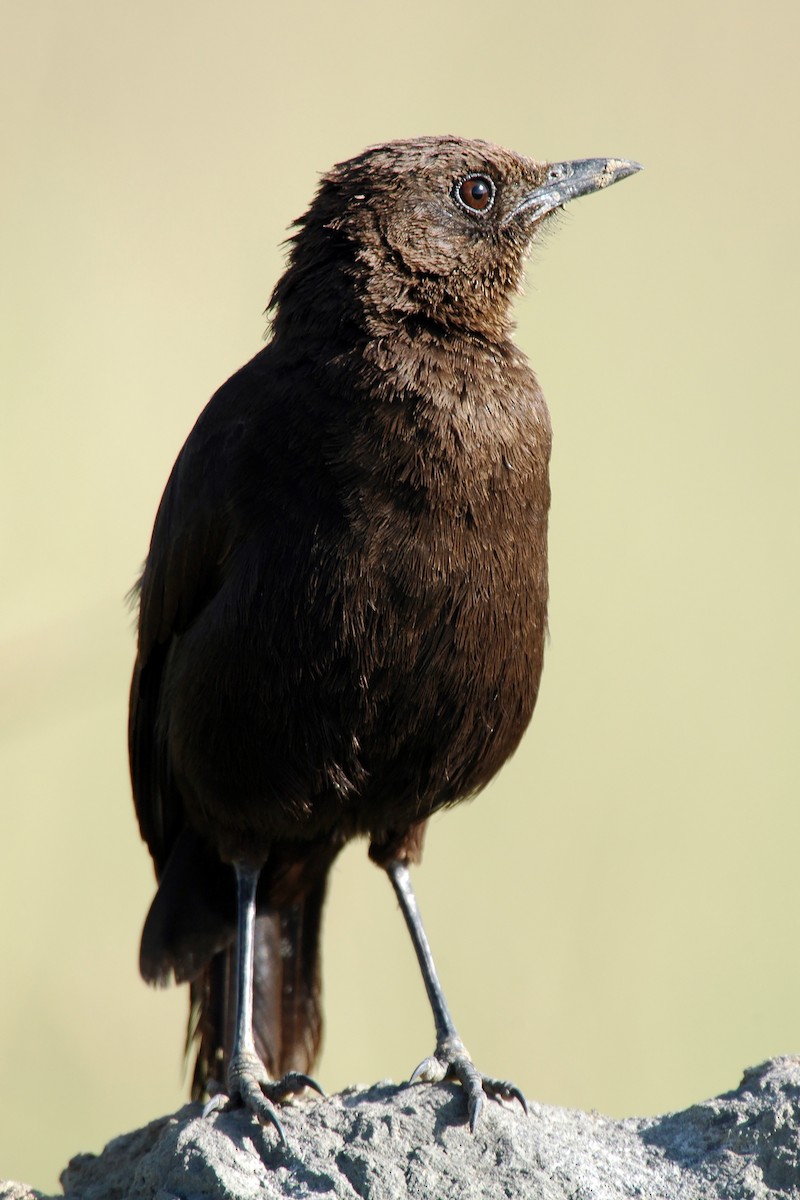 Northern Anteater-Chat - ML629392217