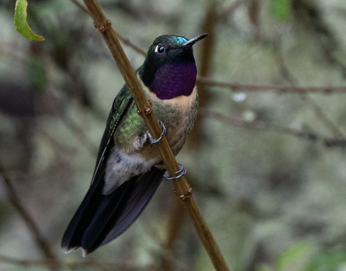 Amethyst-throated Sunangel - ML629392463