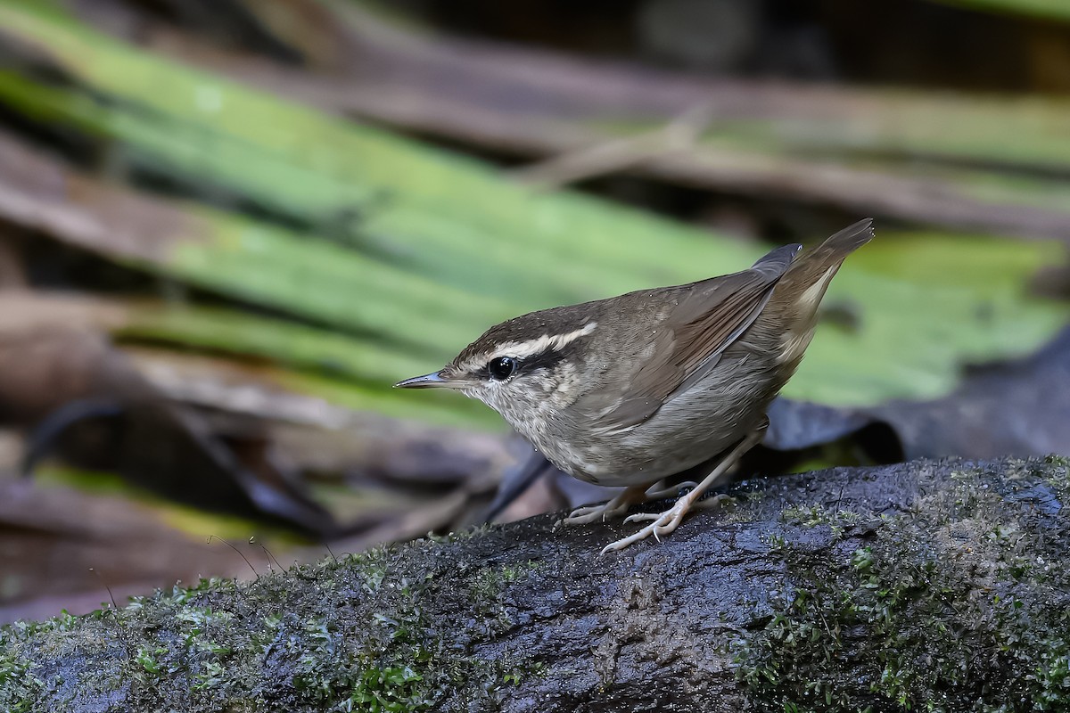 Asian Stubtail - ML629392508