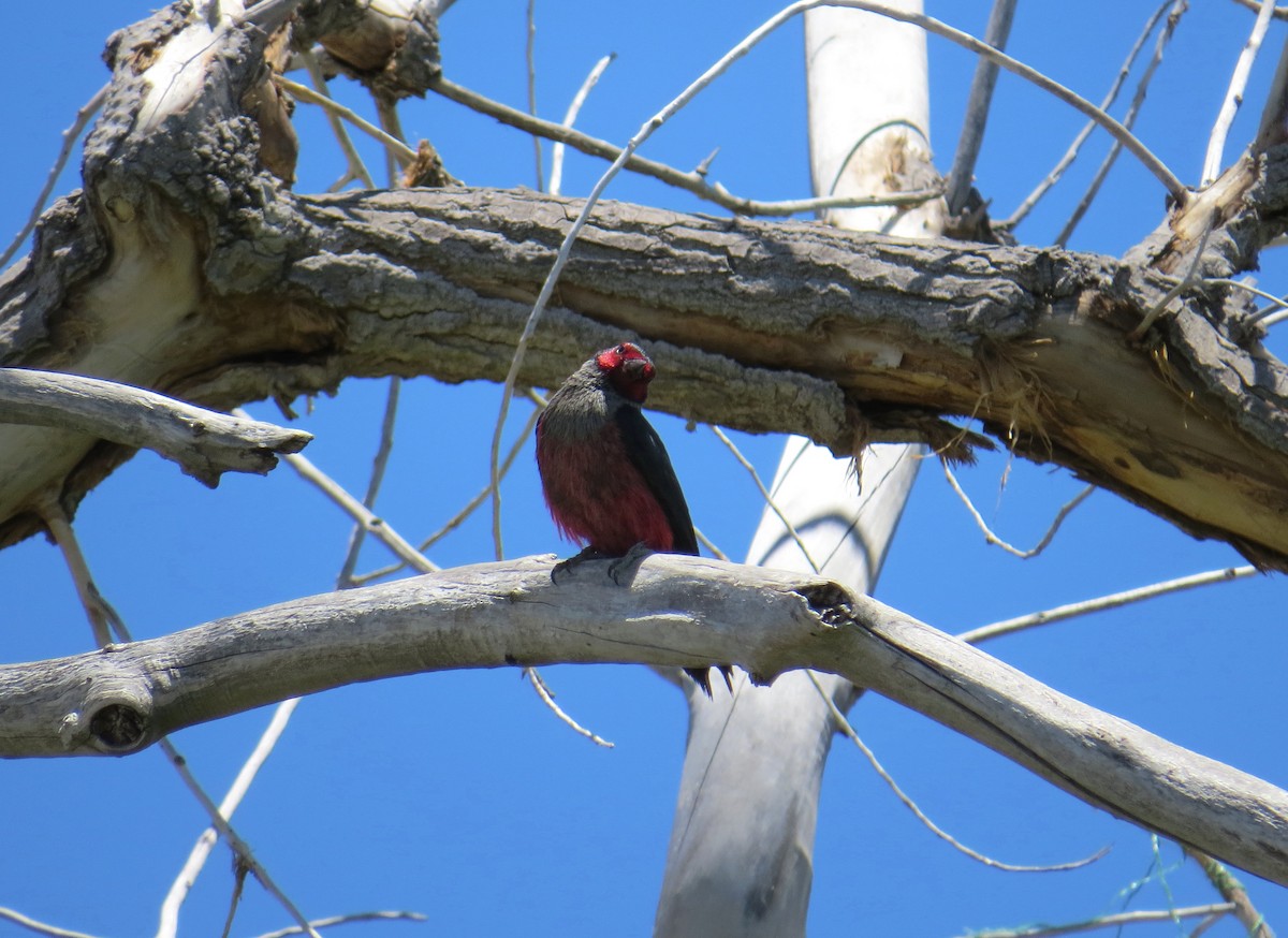 Lewis's Woodpecker - Adam D'Onofrio