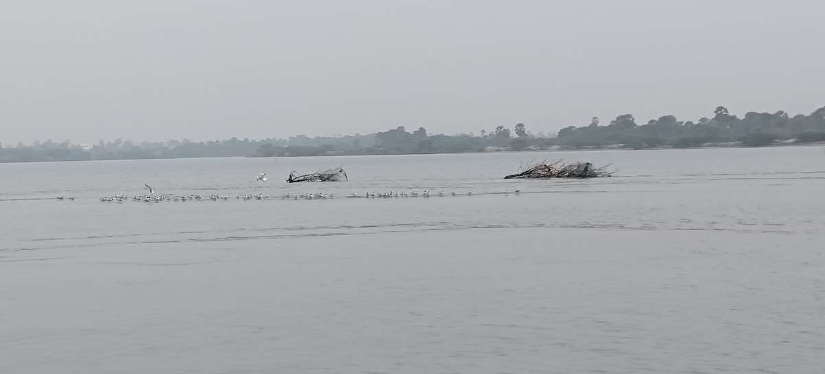 Caspian Tern - ML629392731