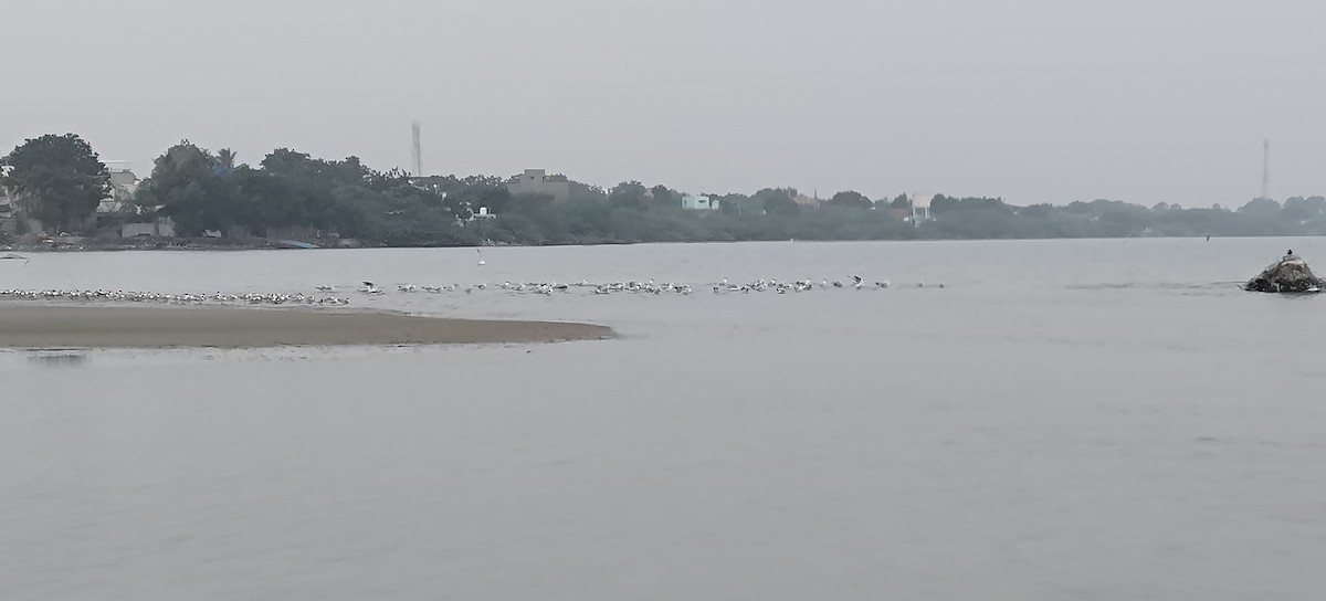 Caspian Tern - ML629392732