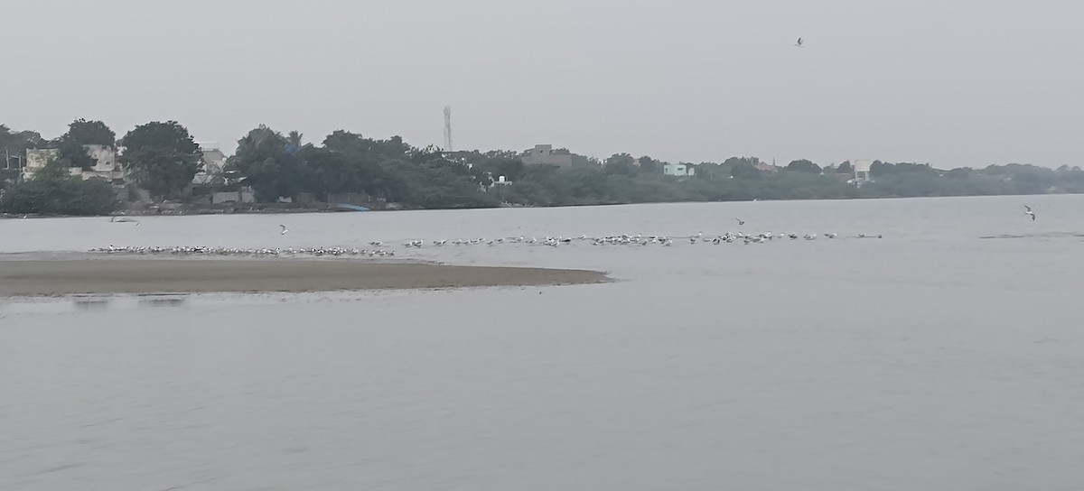 Caspian Tern - ML629392733