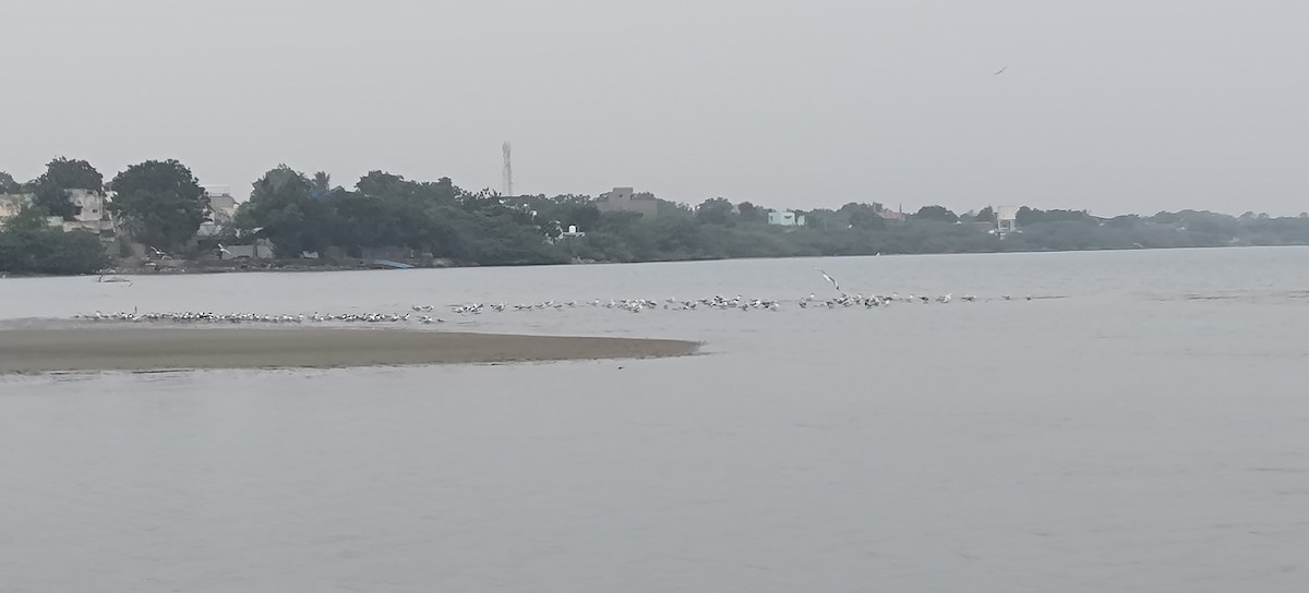 Caspian Tern - ML629392734