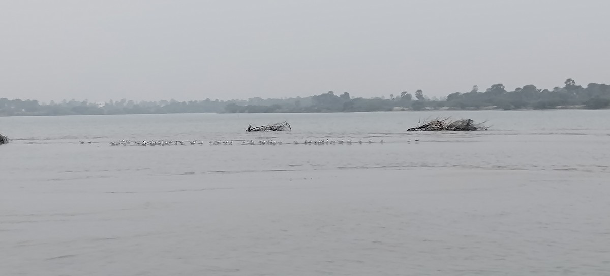 Caspian Tern - ML629392735