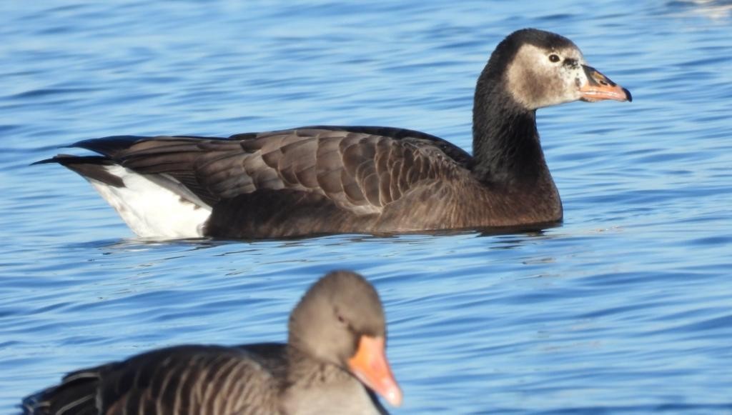 Anser sp. - ML629392770