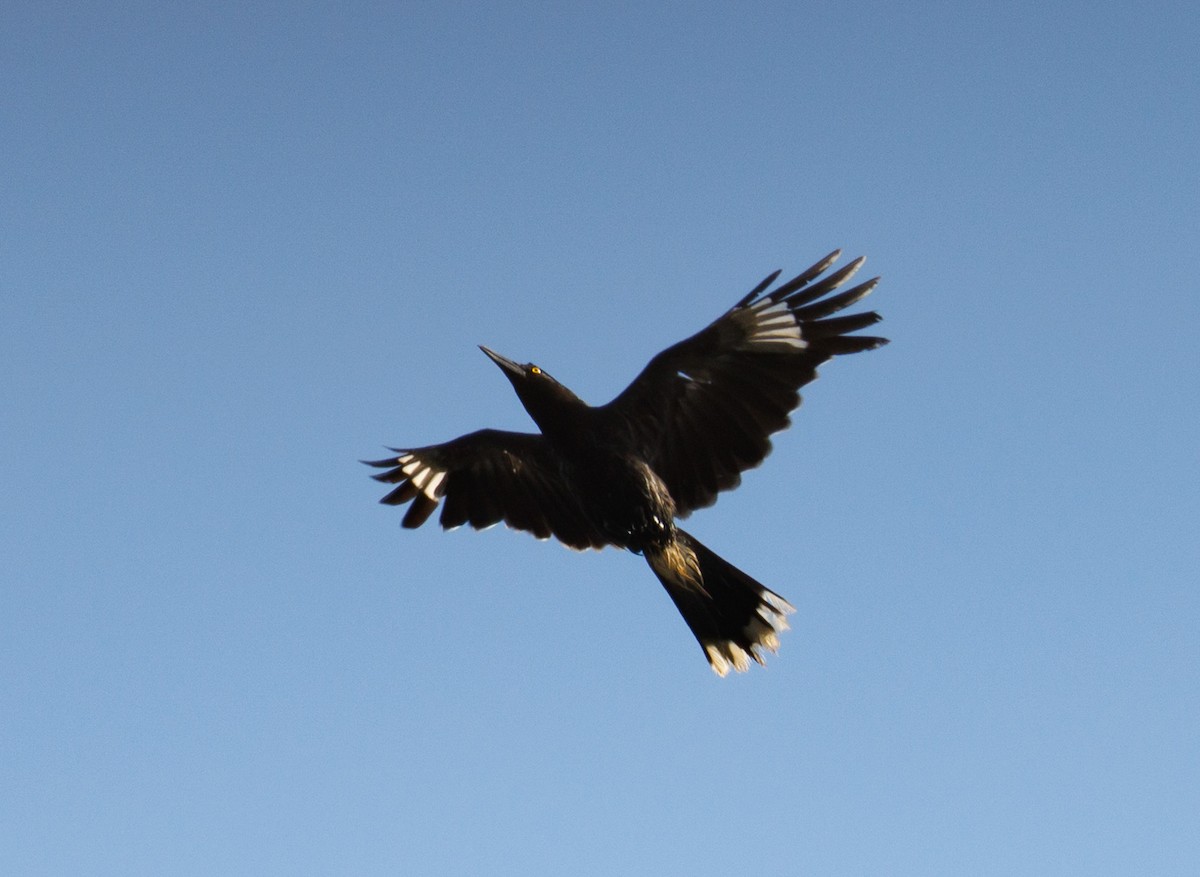 Gray Currawong - ML629392919