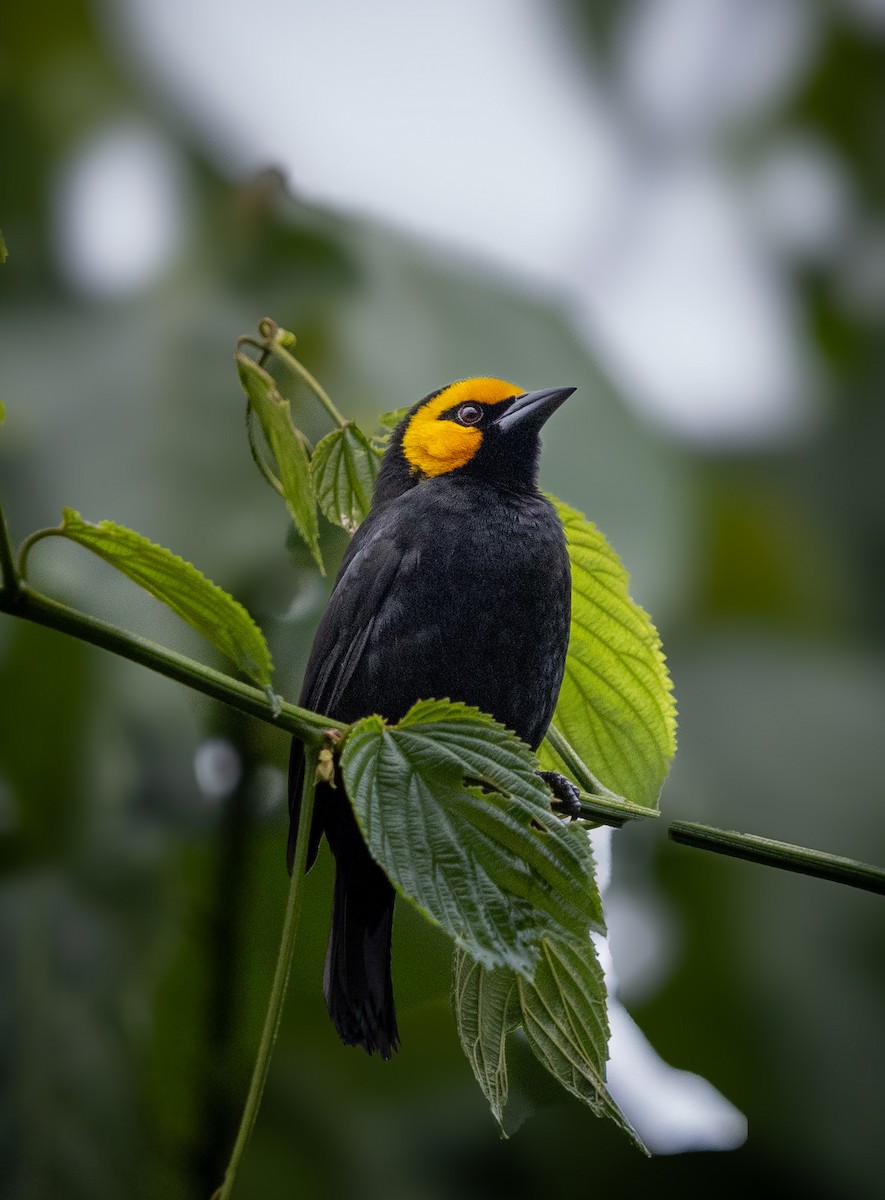 Black-billed Weaver - ML629392955