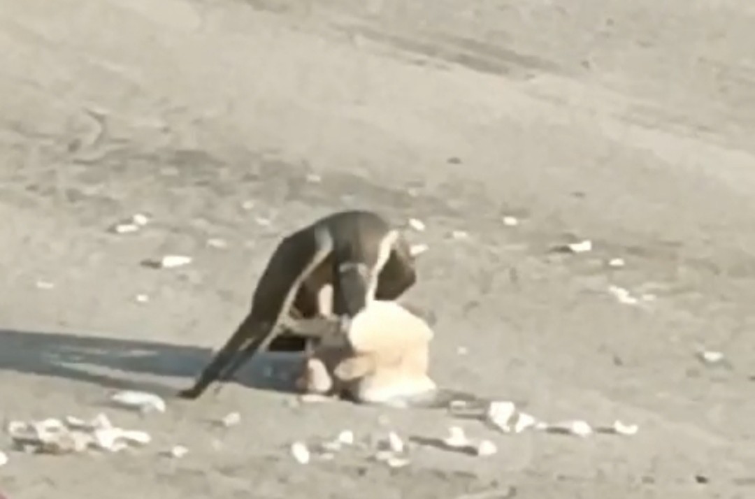 Eurasian Sparrowhawk - ML629393008