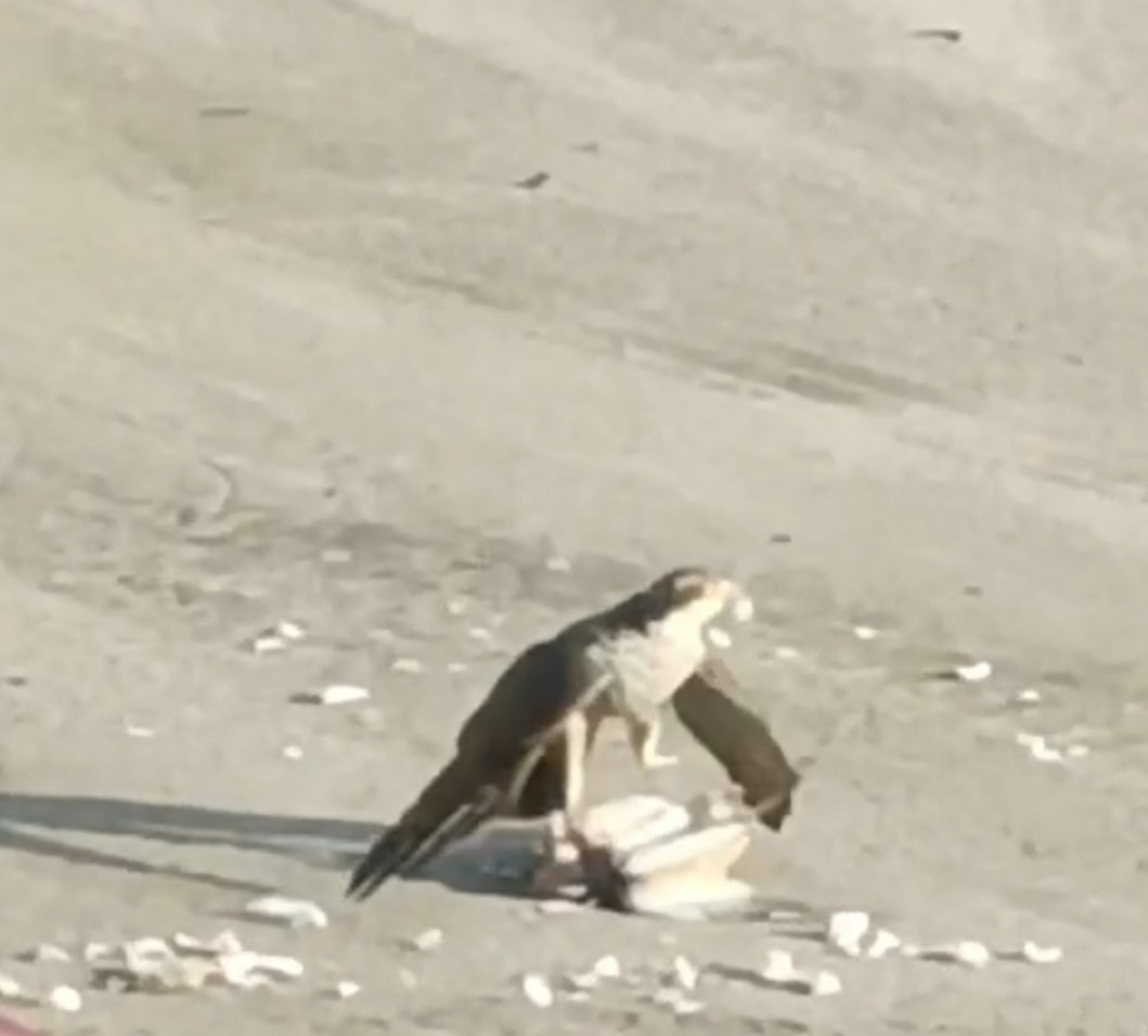 Eurasian Sparrowhawk - ML629393009