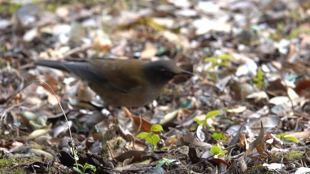 シロハラ - eBird