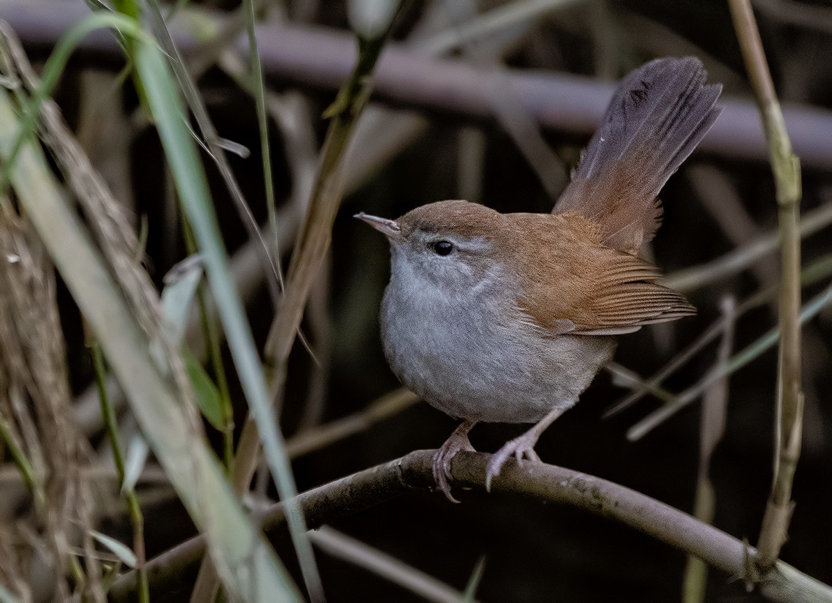 Cetti's Warbler - ML629393471