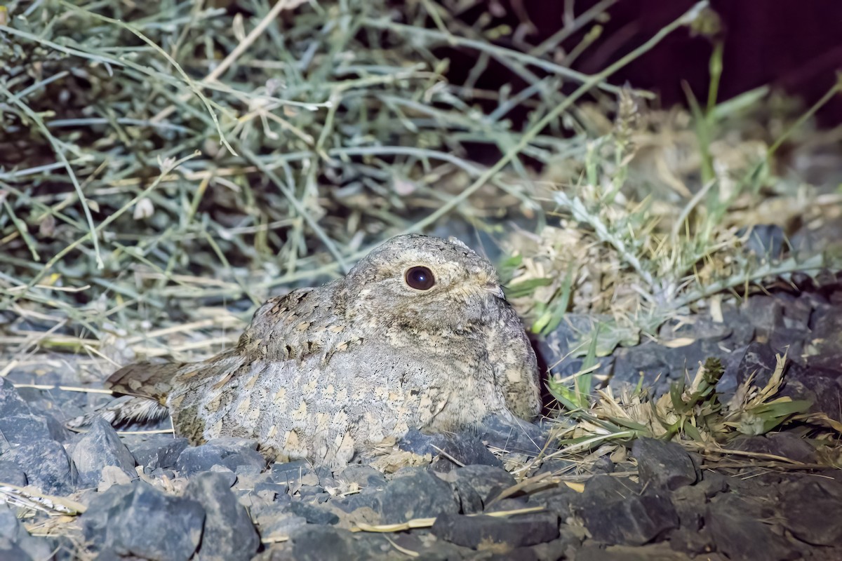 Sykes's Nightjar - ML629393493