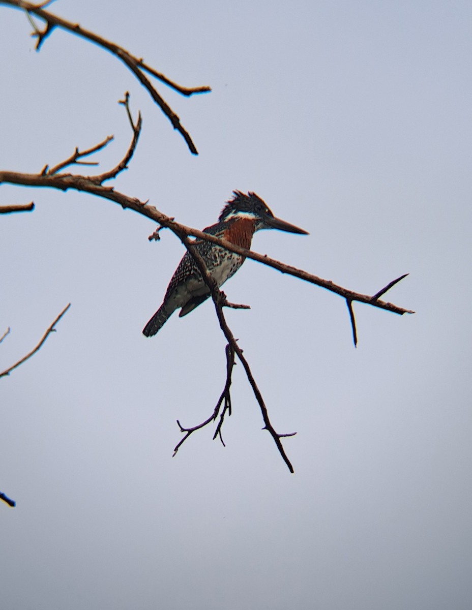 Giant Kingfisher - ML629393638
