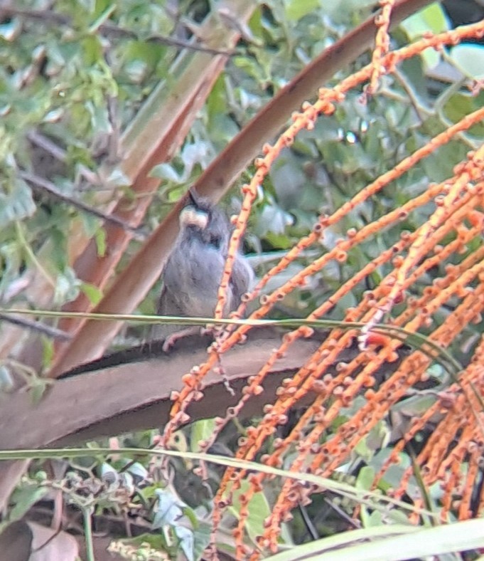 White-chinned Prinia - ML629393644