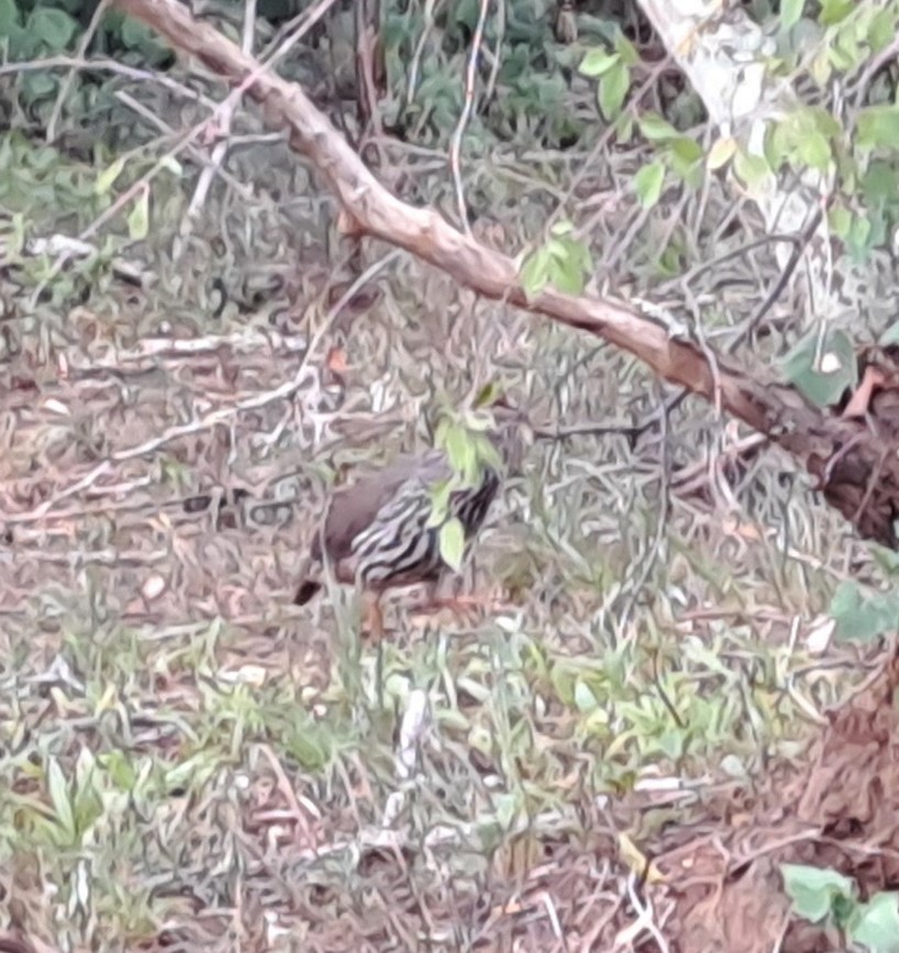 Hildebrandt's Spurfowl - ML629393662