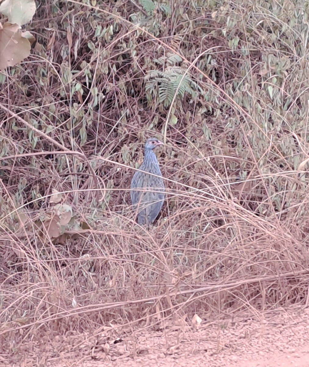 Red-necked Spurfowl - ML629393666