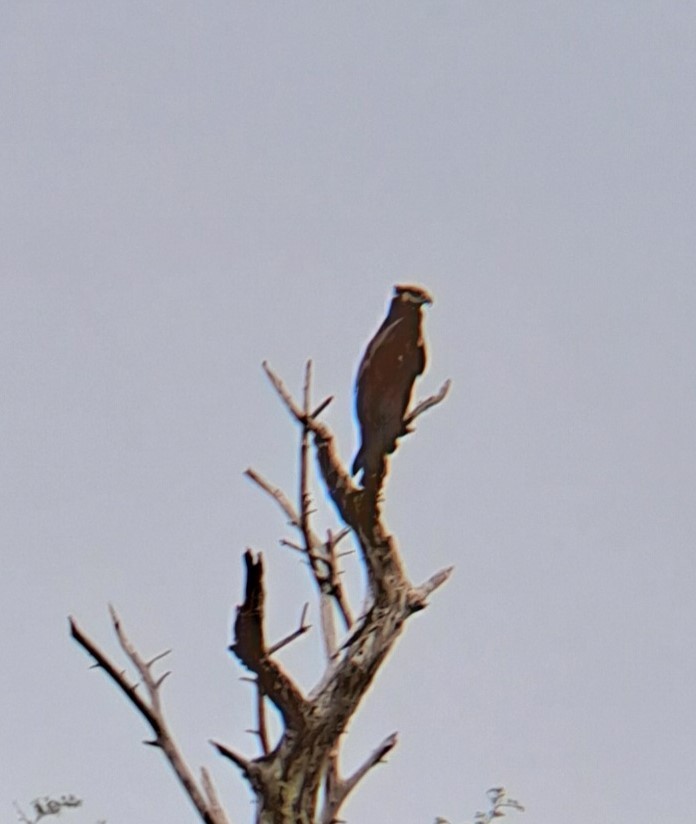 African Fish-Eagle - ML629393776