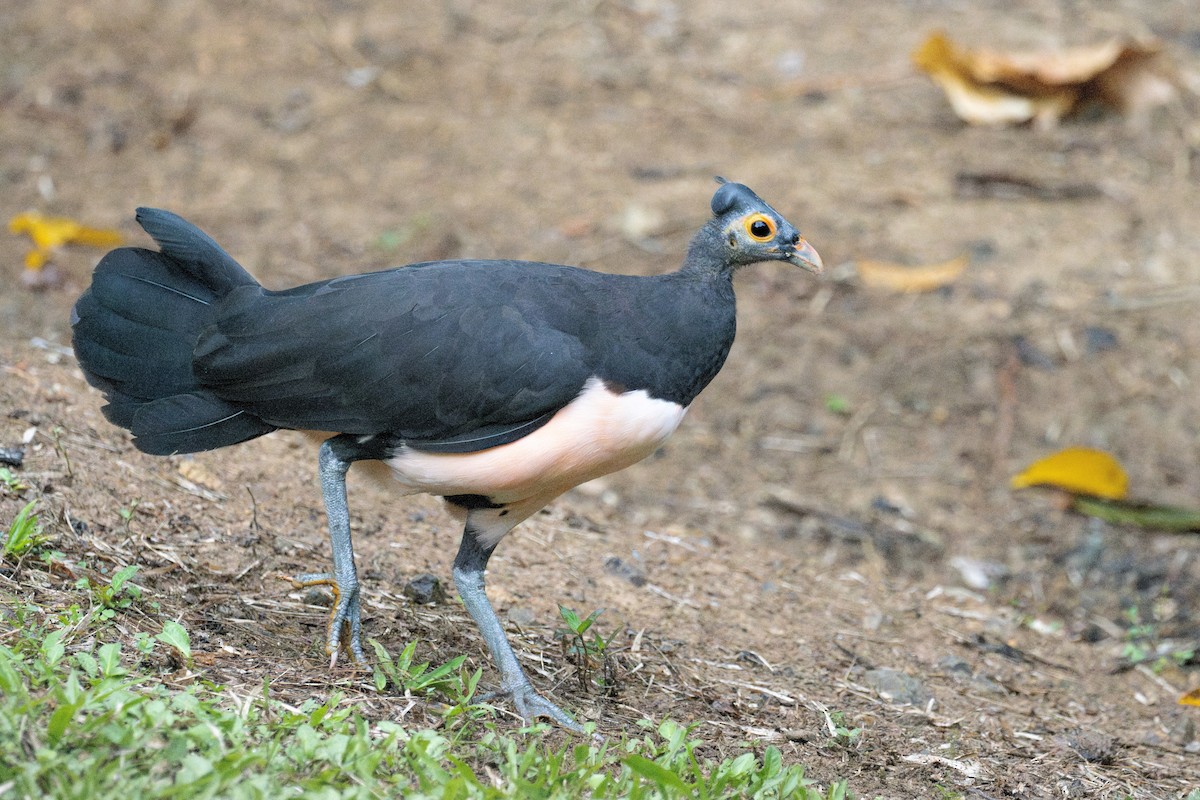 Mégapode maléo - ML629393836