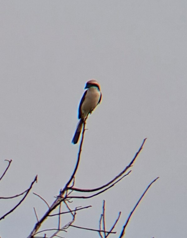 Gray-backed Fiscal - ML629394083