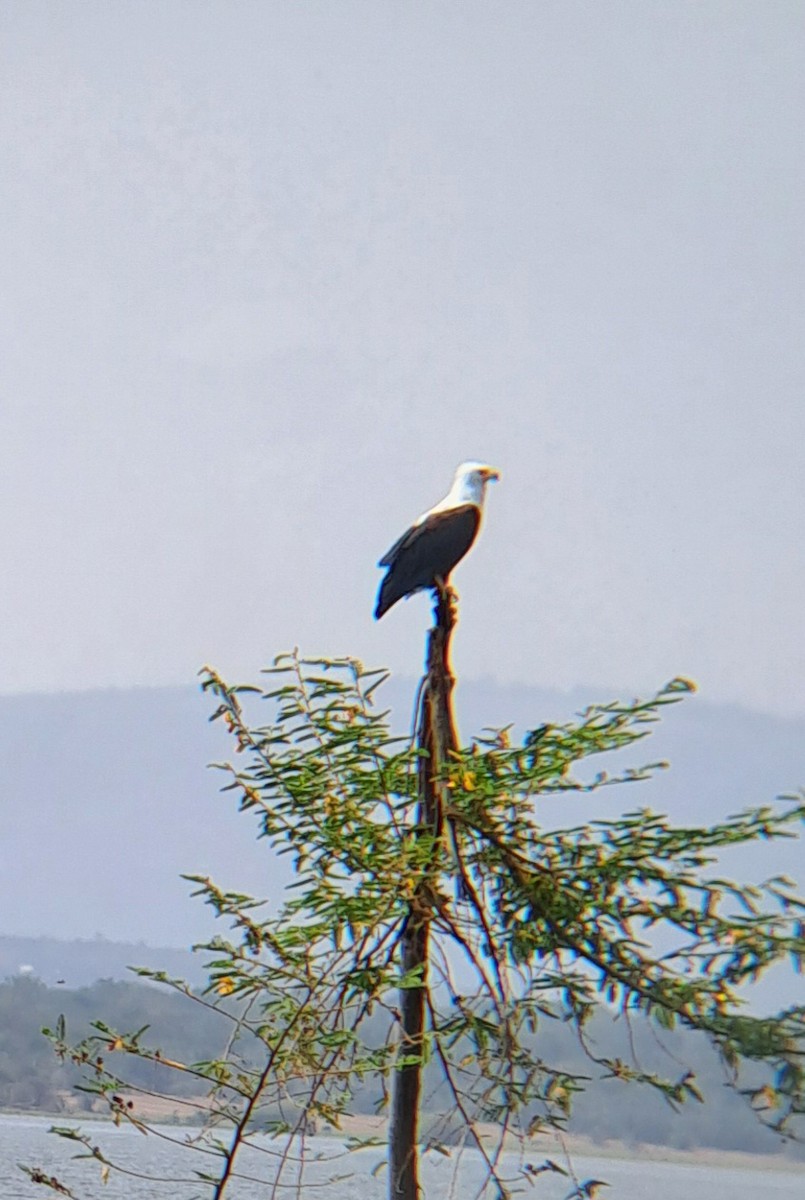 African Fish-Eagle - ML629394321