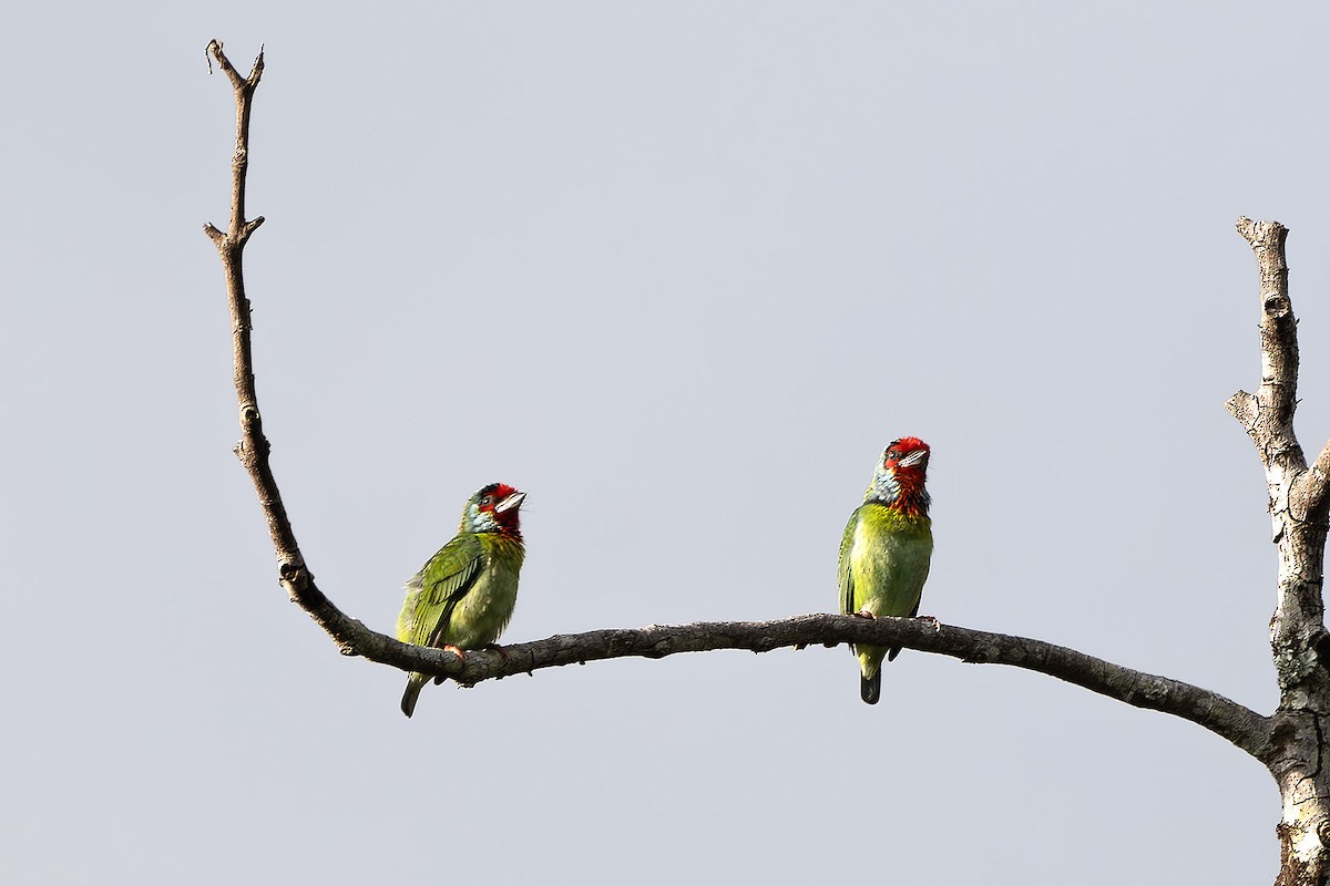 Malabar Barbet - ML629394337