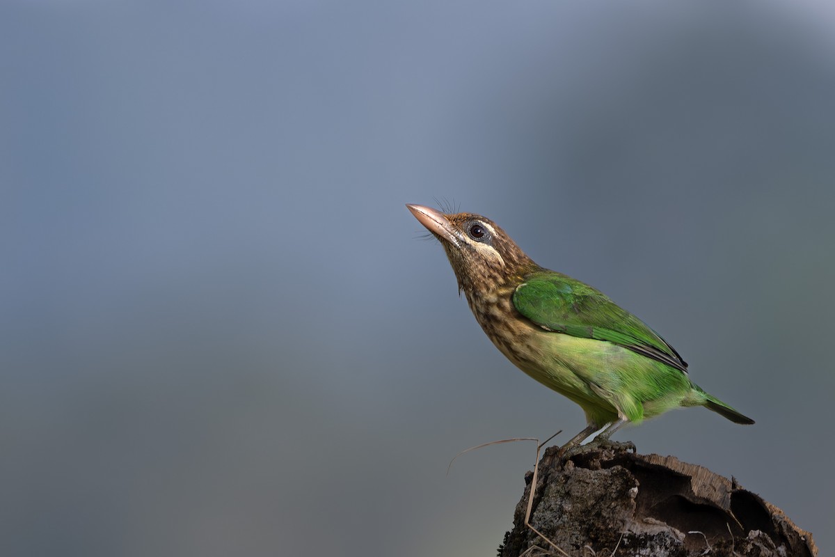 White-cheeked Barbet - ML629394345