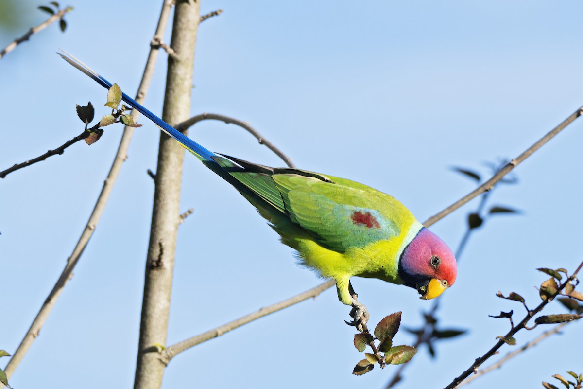 Plum-headed Parakeet - ML629394356