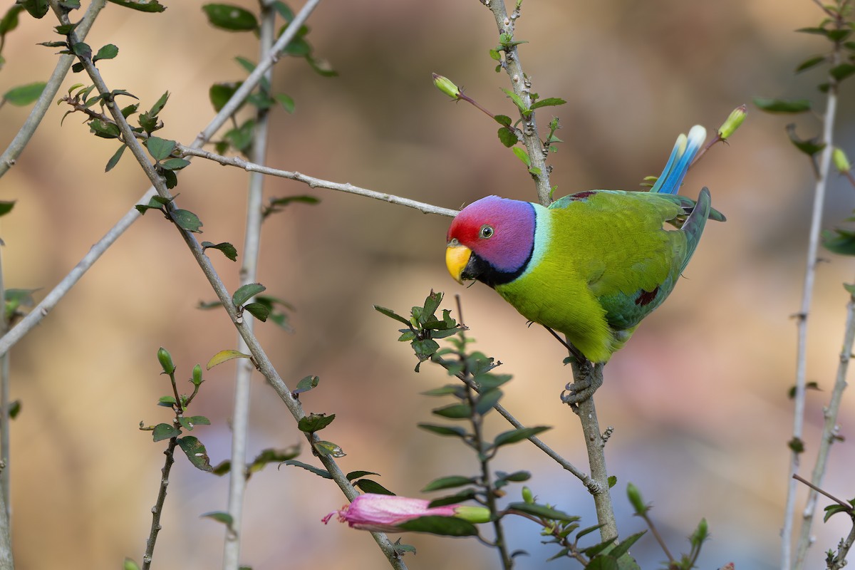 Plum-headed Parakeet - ML629394357